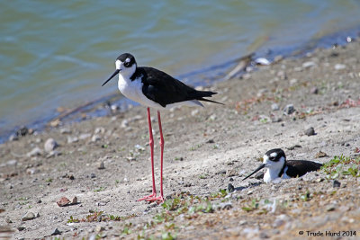Black-necked Stilts  