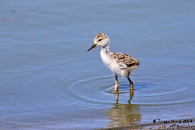 Black-necked Stilt chick  