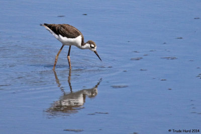 Black-necked Stilt juvenile  