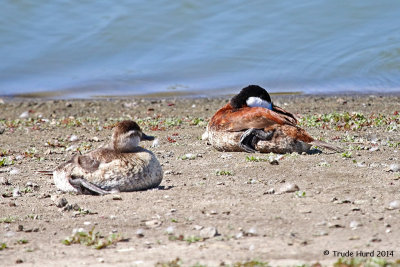 Ruddy Duck pair out of water at Pond C