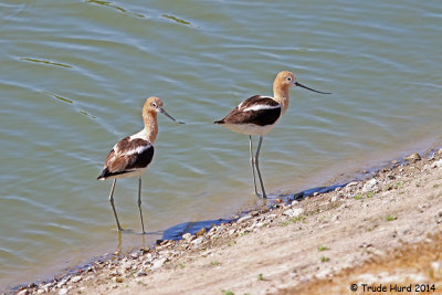 More American Avocets