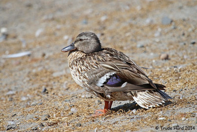 Summer Mallard