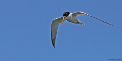 endangered California Least Tern (small with yellow bill)