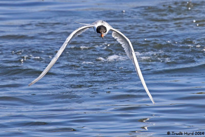 Forster's Tern after unsuccessful dive for fish