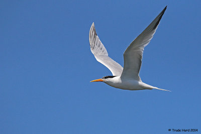 Elegant Tern (medium size with yellow bill)