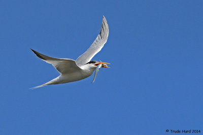 Elegant Tern with fish