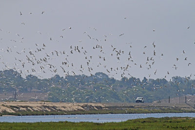 How many terns south of the walkbridge!