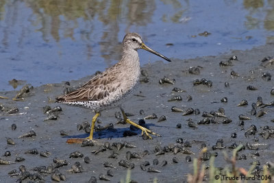 Dowitchers eat invertebrates instead of fish