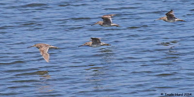 Dowitchers just returning from summer breeding in the north