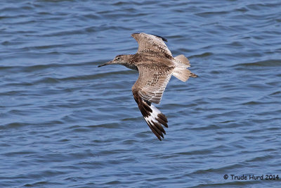 Willet molting out of breeding colors