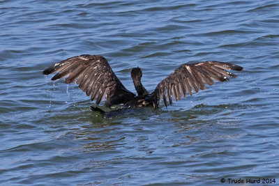 Double-crested Cormorant feathers are not waterproof
