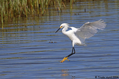 Snowy Egret known for its yellow slippers