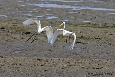 Even the Great Egrets are chasing each other