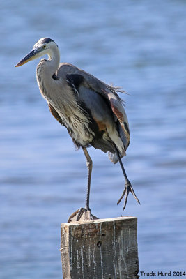 How far can a Great Blue Heron stretch?