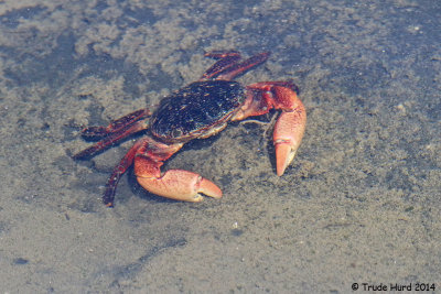 Striped Shore Crab  