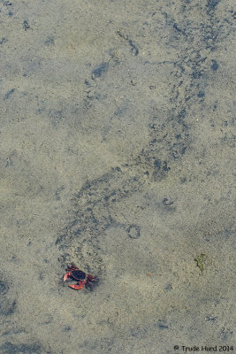 Striped Shore Crab leaves a trail