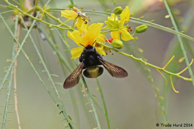 Carpenter Bee on the trapeze