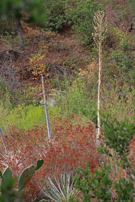 July colors in coastal sage scrub habitat
