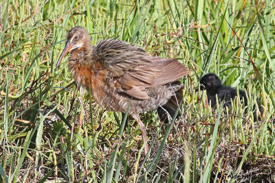 CLAPPER RAIL WITH CHICK IMG_4182 r.jpg