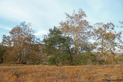 Sycamores turning yellow but Oaks remain green