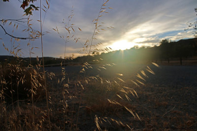 Non-native grass at sunset