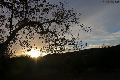 Oak at sunset 