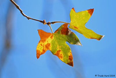 Sycamore leaves indicate autumn