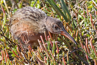 Now called Ridgway's Rail, it is now breeding at Bolsa Chica for first time