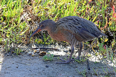Ridgway's Rail ate several striped shore crabs