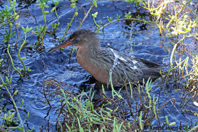 Then it took a bath and preened for our cameras