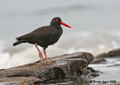 1b black oystercatcher IMG_0159.JPG