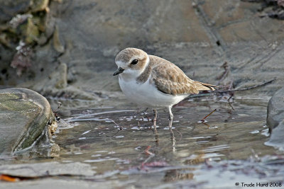 1d Snowy Plover January IMG_0274 r.jpg