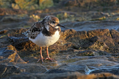 2d Ruddy Turnstone IMG_9946 p.jpg