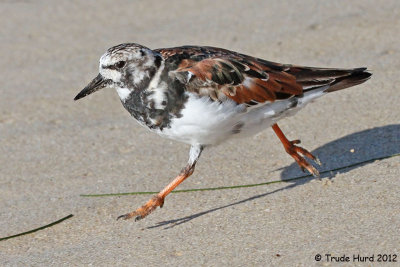 3a Ruddy Turnstone Running IMG_6146 r.jpg