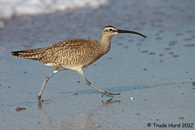 4a WHIMBREL IMG_4866 r.jpg