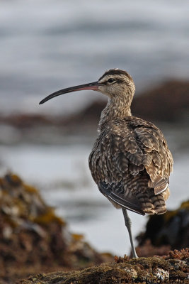 4d whimbrel IMG_8159 r.jpg