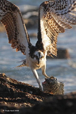 5a OSPREY WITH FISH IMG_4538 r.jpg