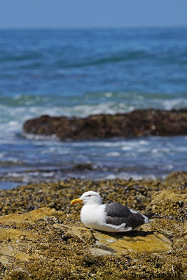8b WESTERN GULL IMG_6869 r.jpg