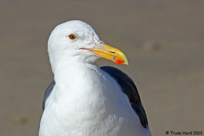 9b WESTERN GULL PORTRAIT IMG_1606 r.jpg