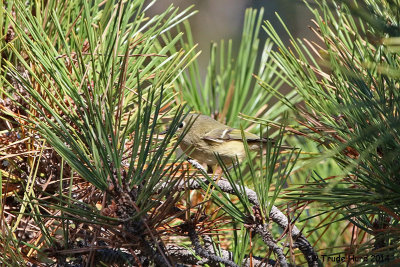 Ruby-crowned Kinglet (best I could do with this active bird)