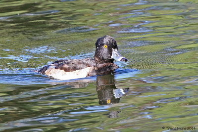  Ring-necked Duck, male