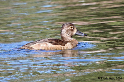 Ring-necked Duck, female  