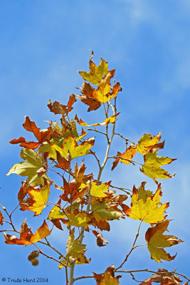 Sycamore Leaves in Fall  