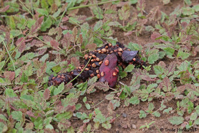 Scat of coyote shows it ate prickly pear cactus fruit