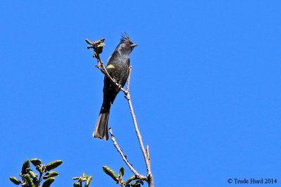 Phainopepla