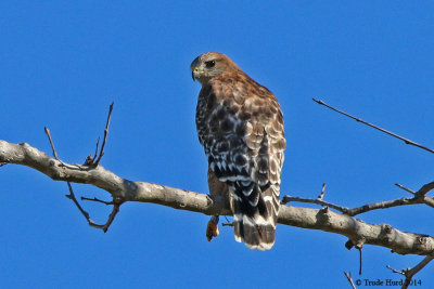 Red-shouldered Hawk with band on left tarsis (white letter R on black band)