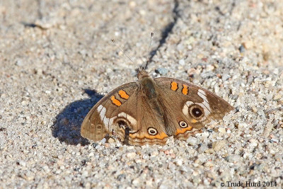 Buckeye Butterfly (with damaged left wing)