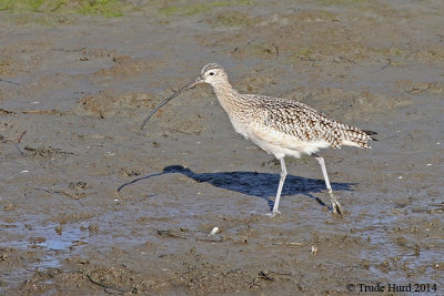 Distinctive birds like Long-billed Curlew are easy 