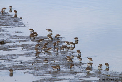 Western Sandpiper flock. Any Least Sandpipers or Sanderlings?