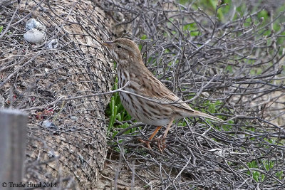 Large-billed Savannah Sparrow is paler with thicker streaks and larger bill